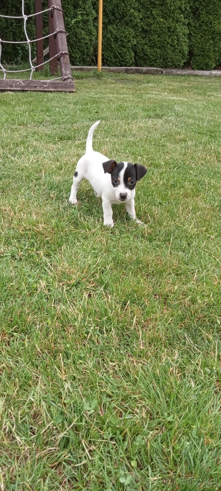 Jack Russell terrier