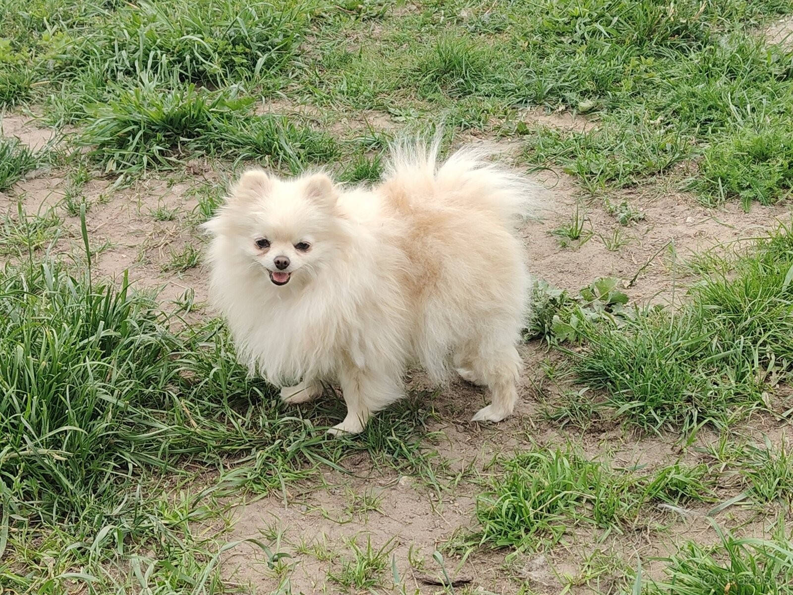Pomeranian szpic miniaturowy Rivulus FCI piękne misie