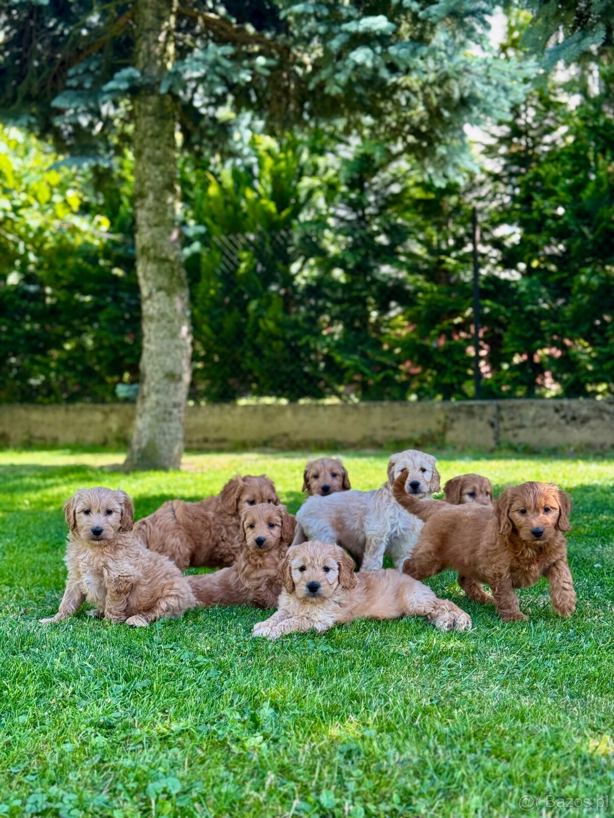 Goldendoodle mini Pudel & Golden retriever F1 Śliczna sunia