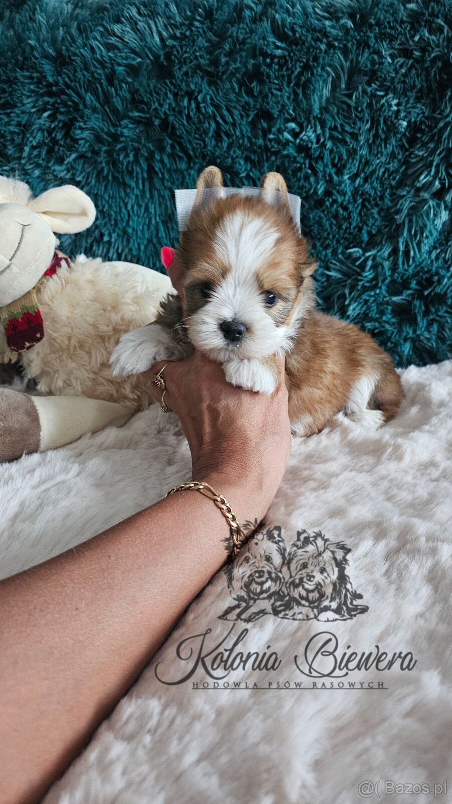 Yorkshire Terrier Ocean Pearl piesek PASZPORT@
