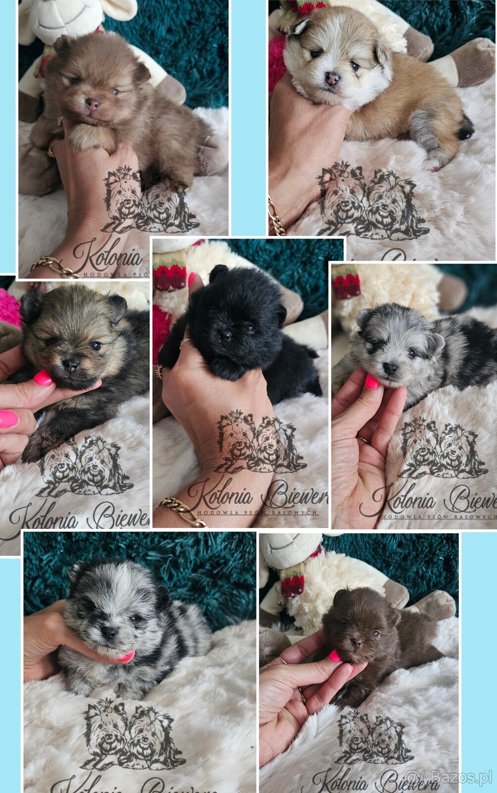 Szpic Miniaturowy/pomeranian PASZPORT