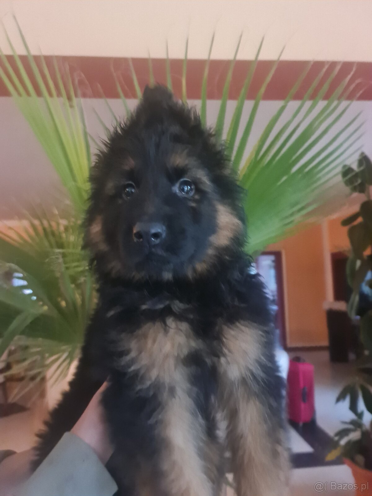 SZCZENIAK Owczarek niemiecki