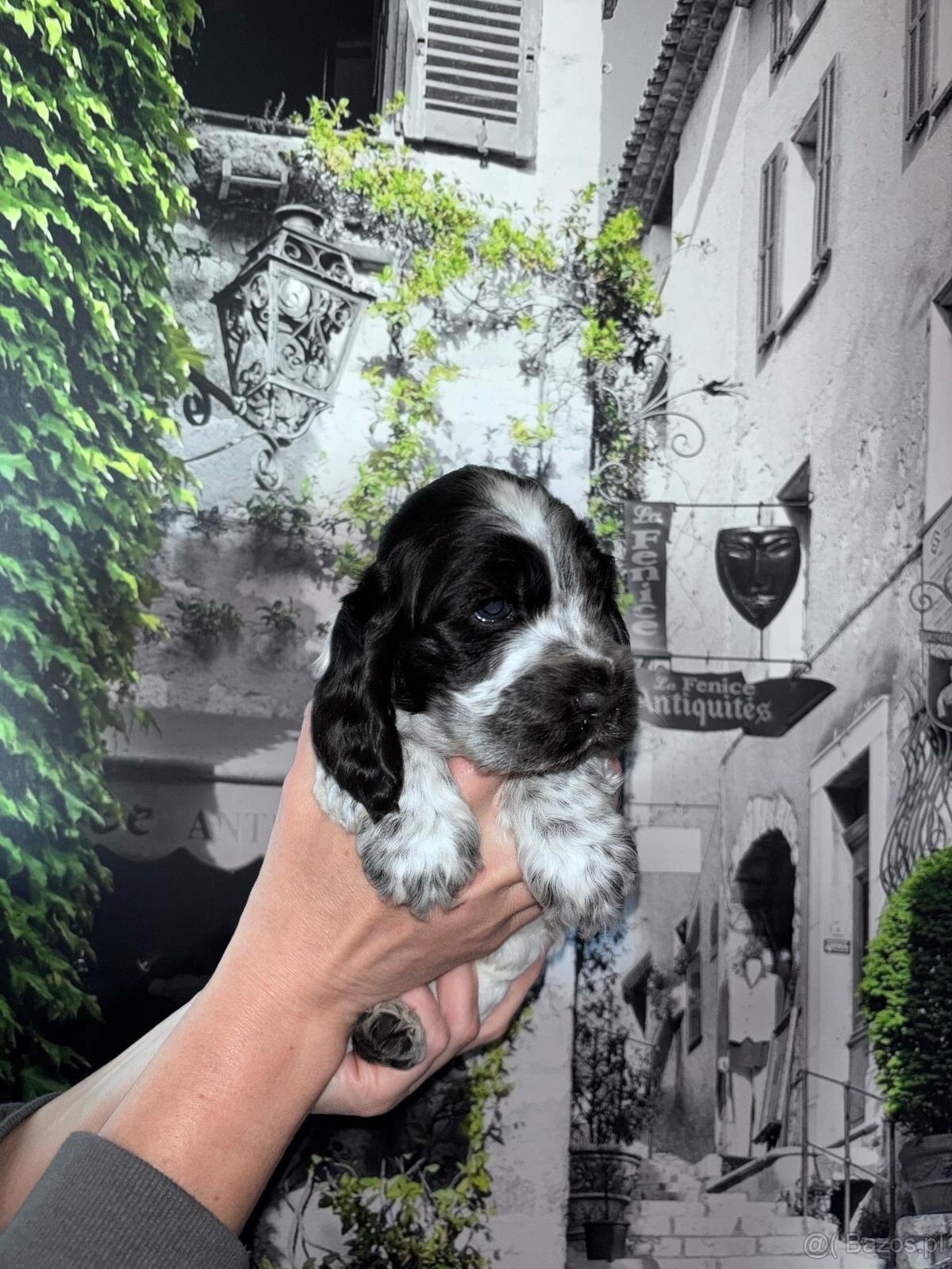 Cocker spaniel angielski