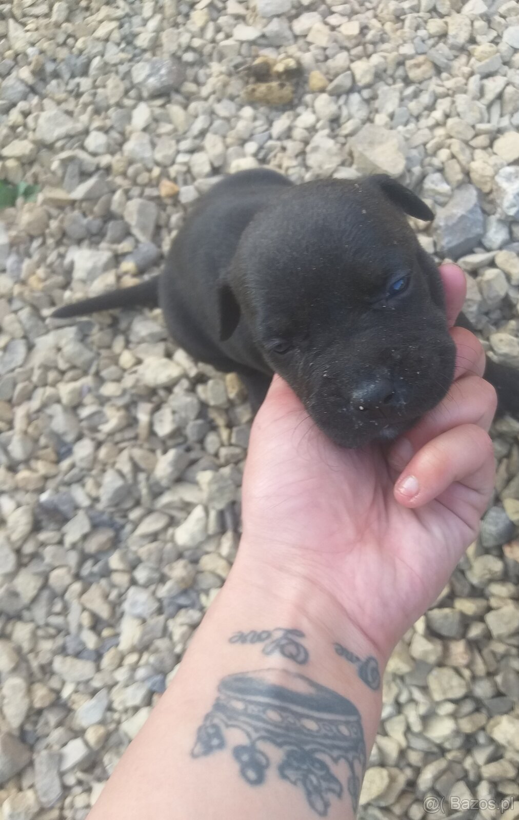 Szczeniaki Pitbull