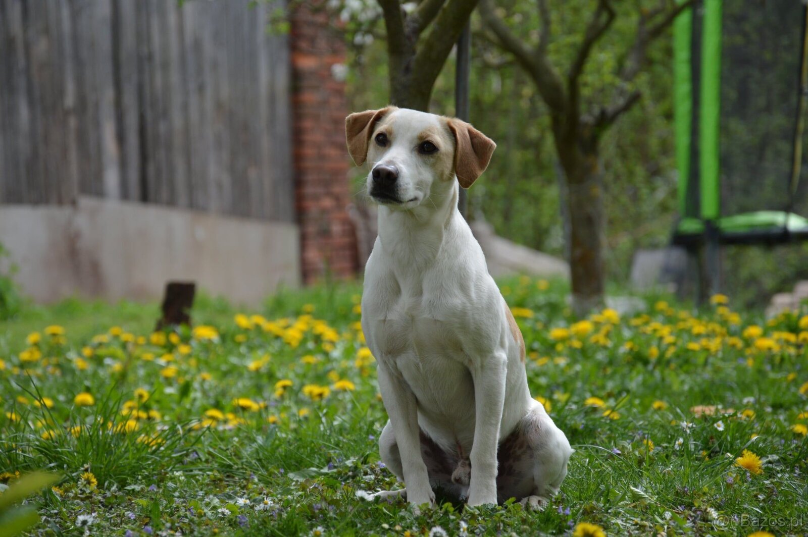 Duński szwedzki pies hodowlany