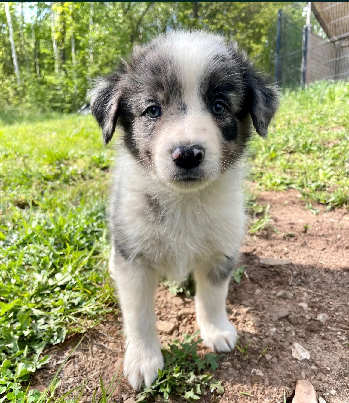 Border collie