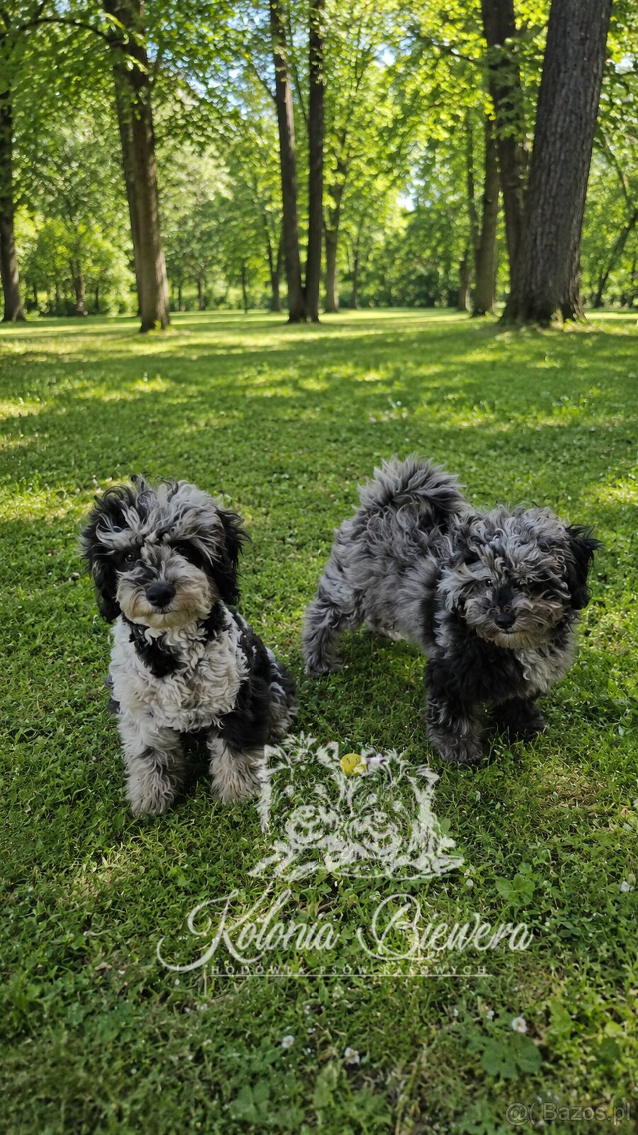 Pudel Miniaturowy Blue Merle Badania Genetyczne Paszport