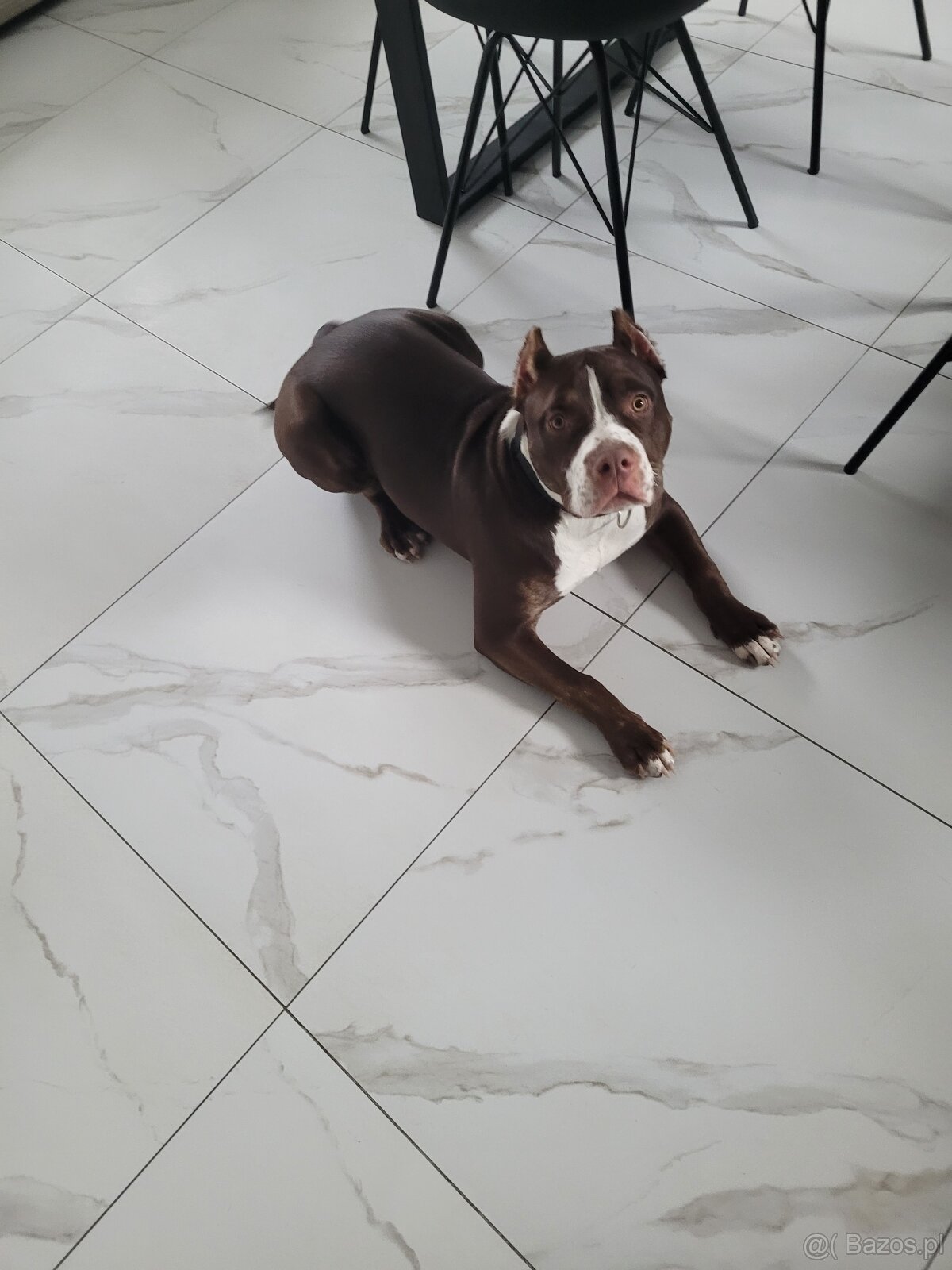 Sunia