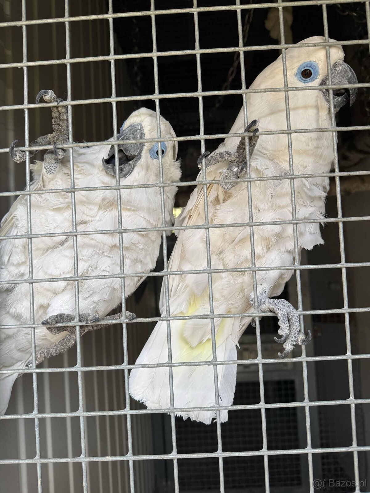 Kakadu niebieskookie