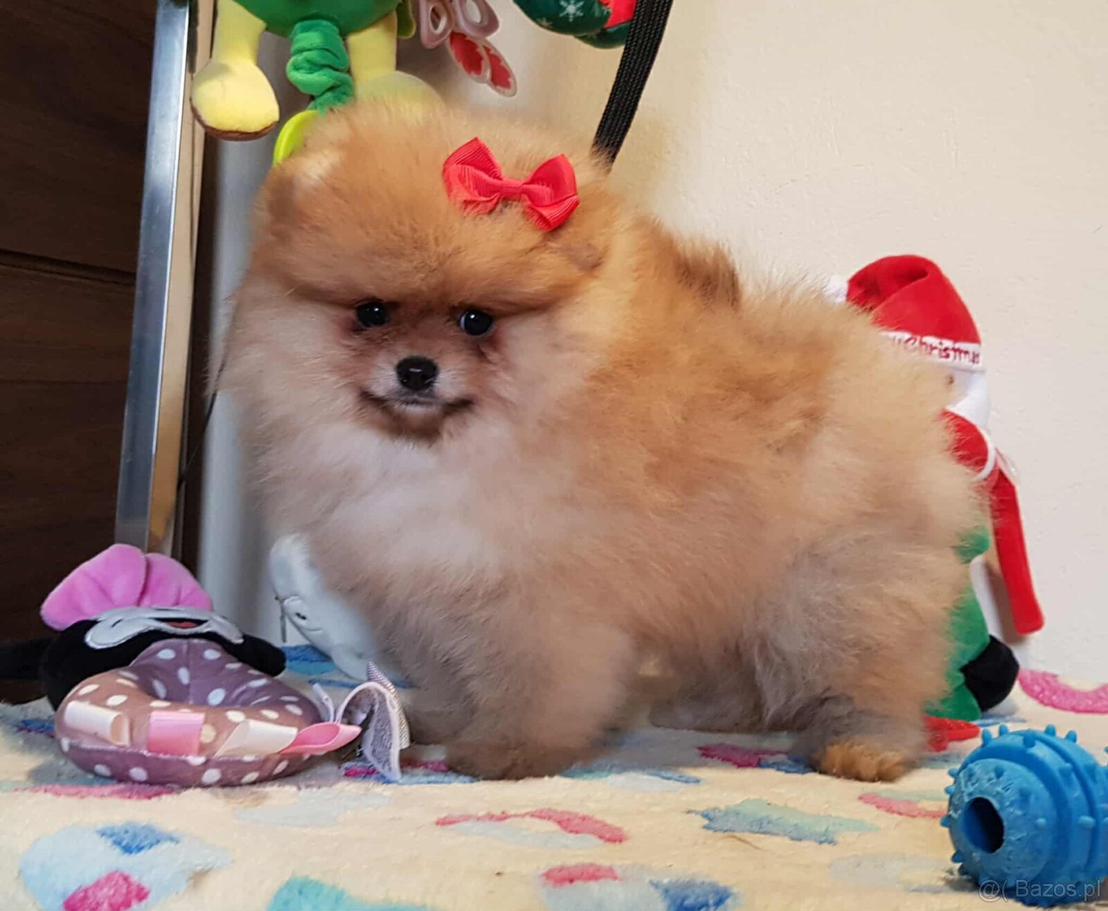 Szpic miniaturowy pomeranian ZKwP/FCI