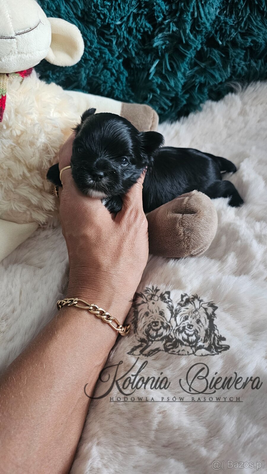 Yorkshire Terrier czarny piesek ( nie wybarwi się) Paszport