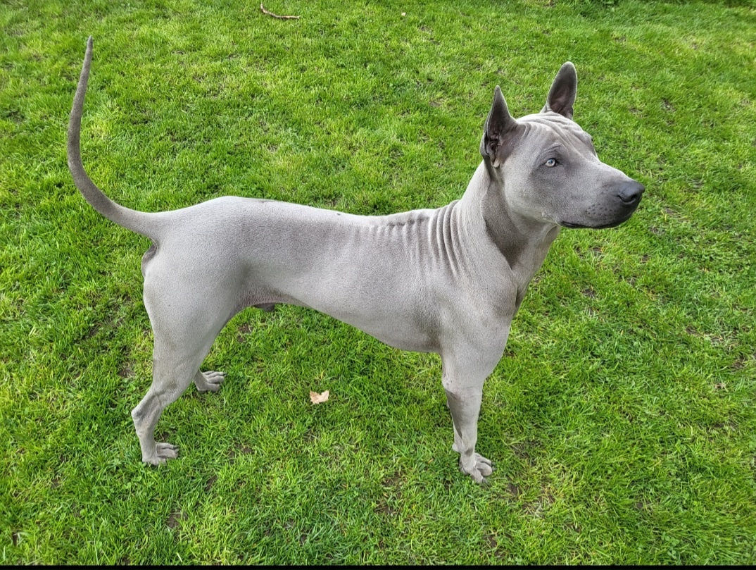 Thai Ridgeback