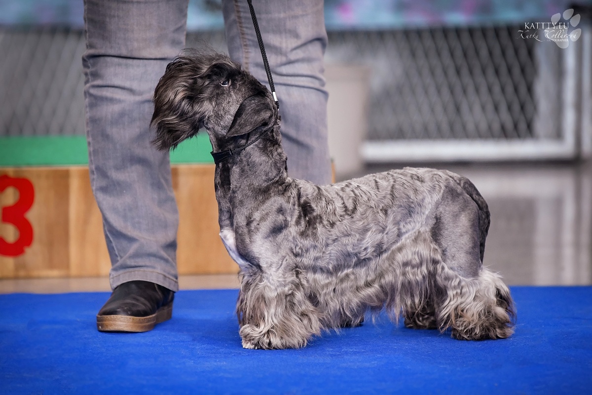 TERRIER CZESKI