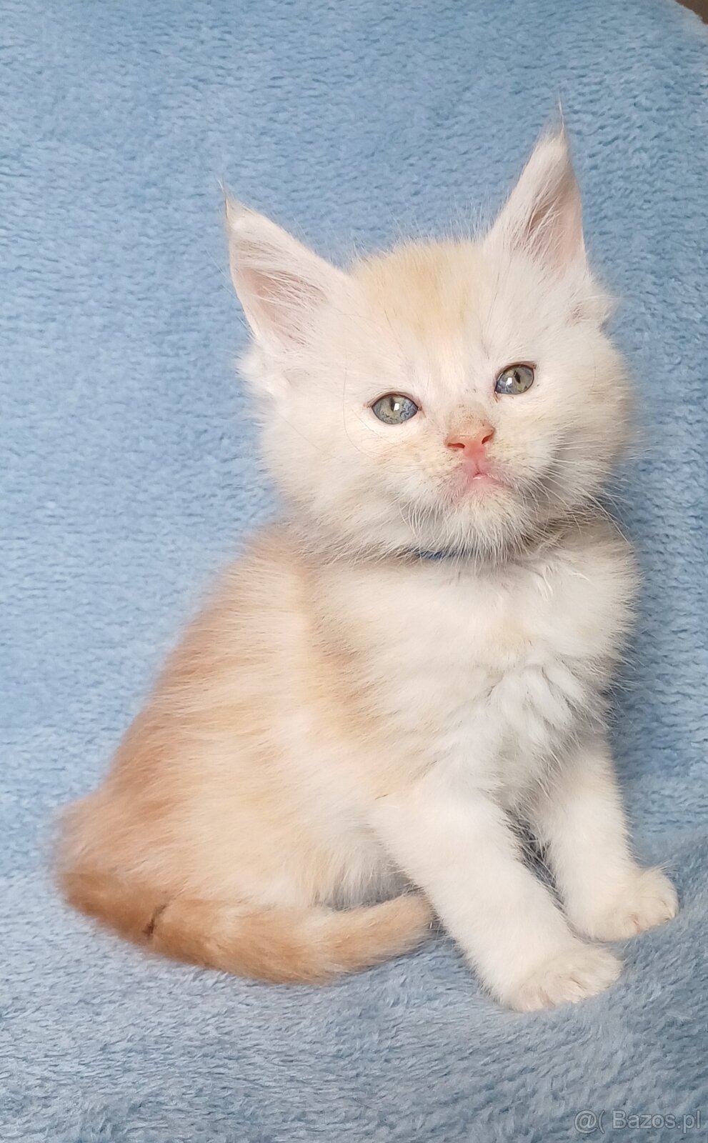 Maine Coon kocurek rodowód fpl