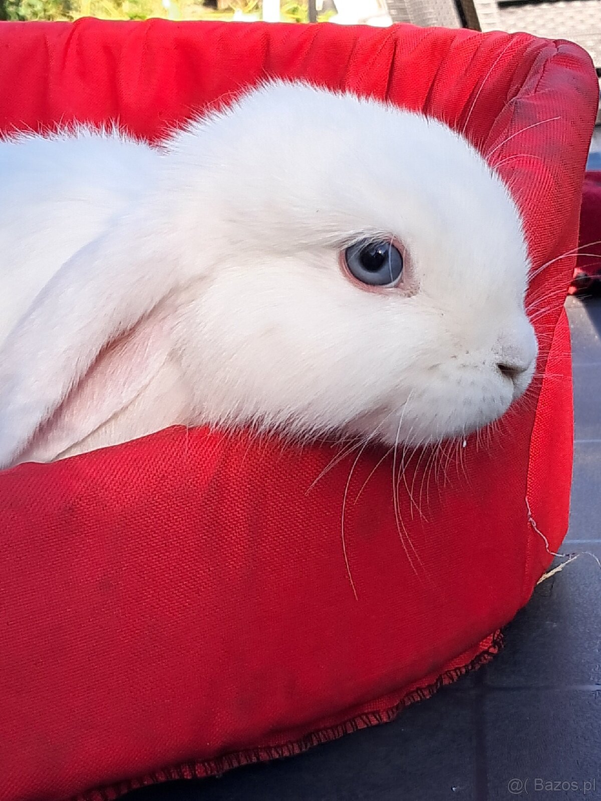 Białe baranki mini lop