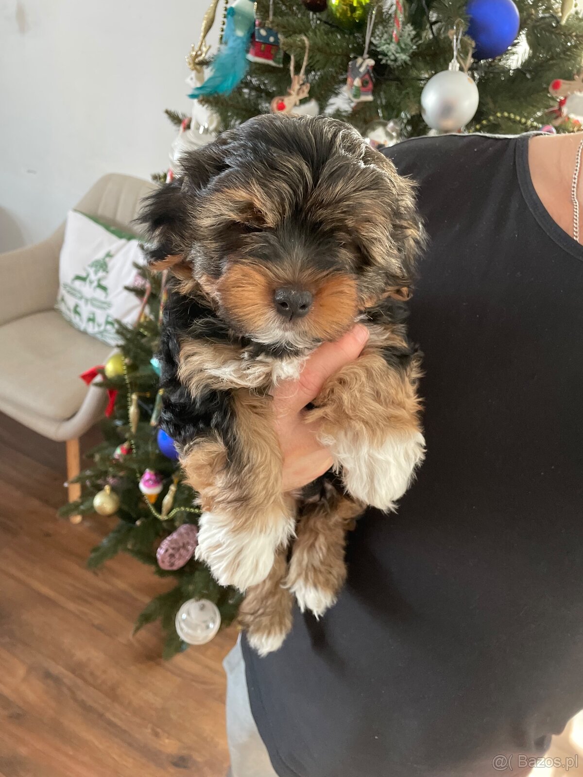 Yorkshire pieski szukają domu