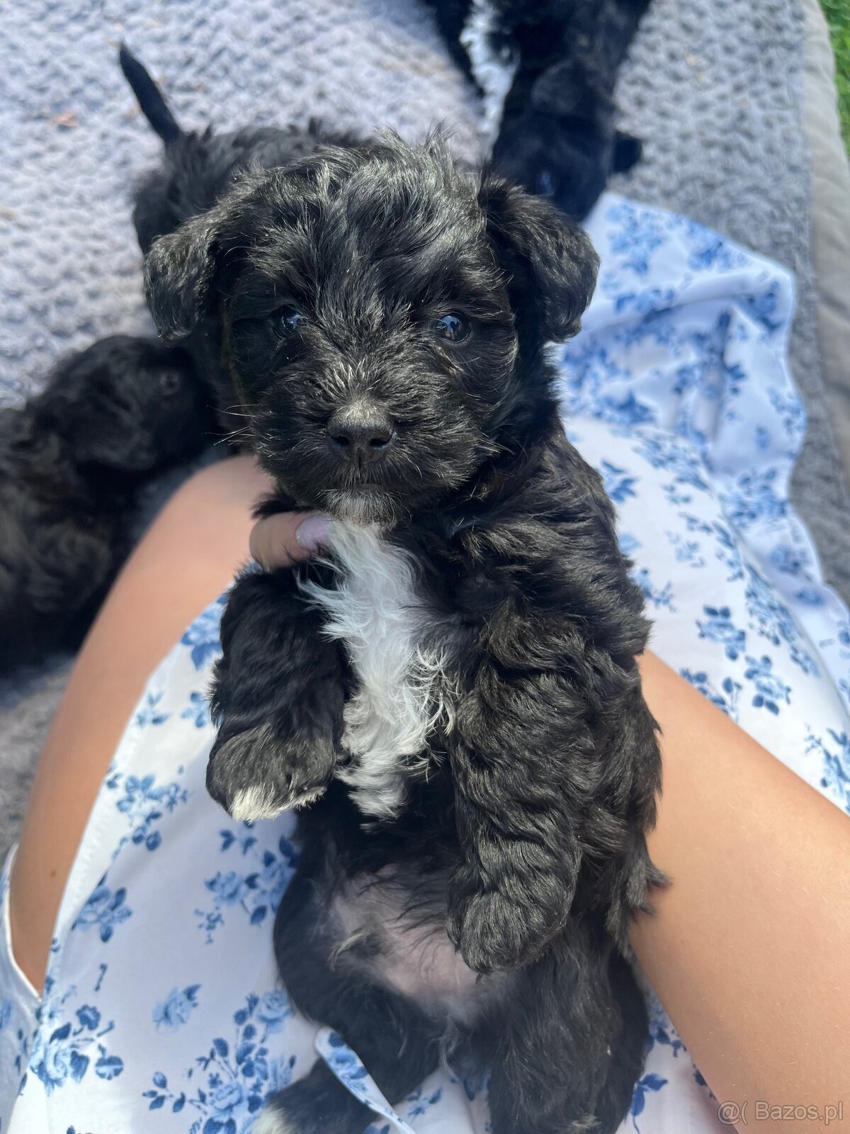 Szczeniaki bichon frise sznaucer