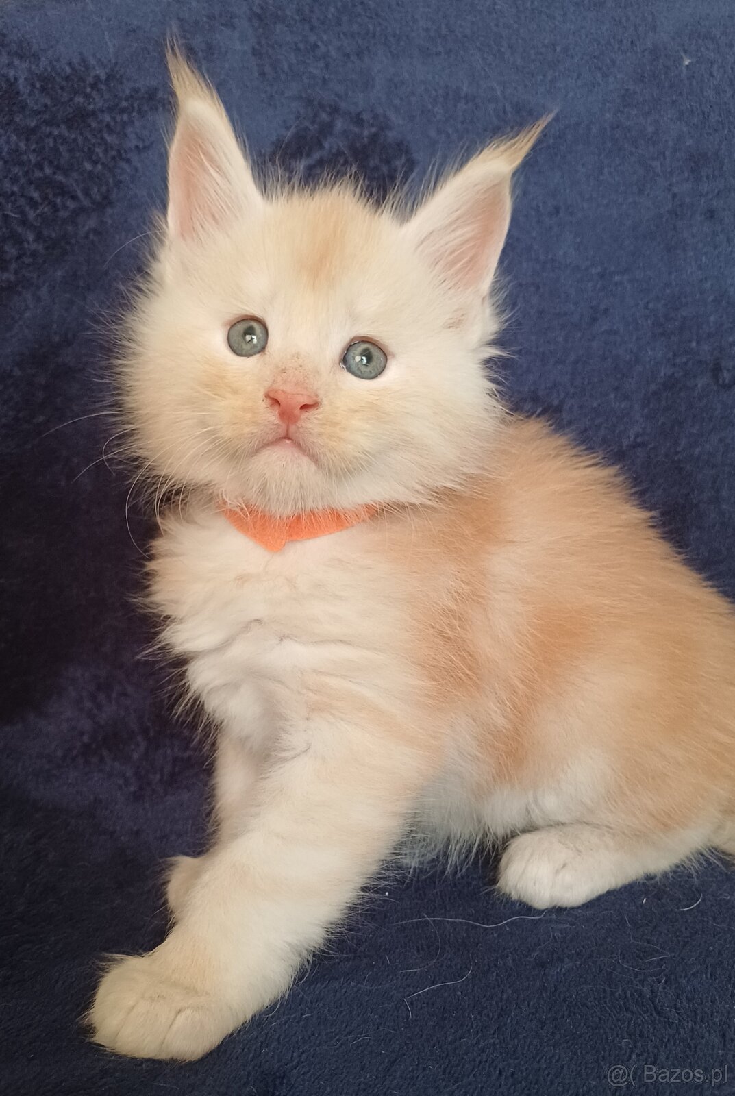 Maine Coon kocurek rodowód fpl