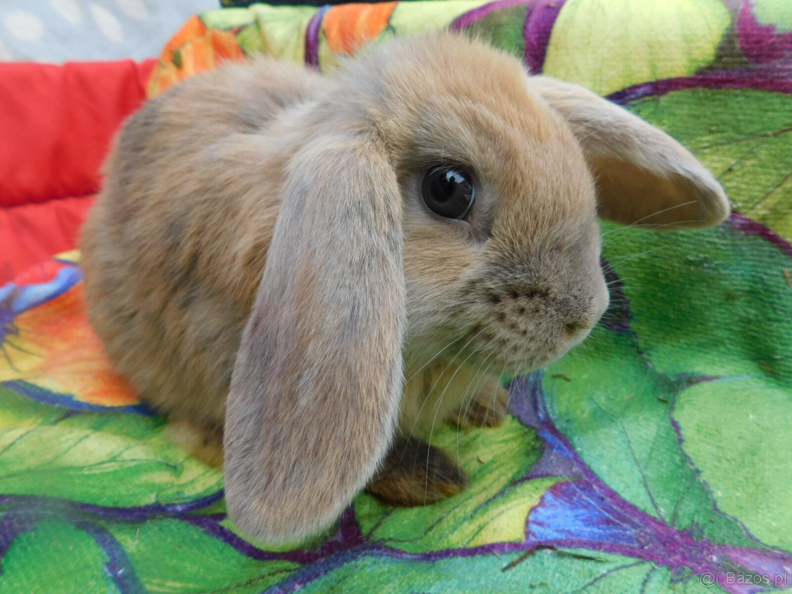 Piękne baranki mini lop