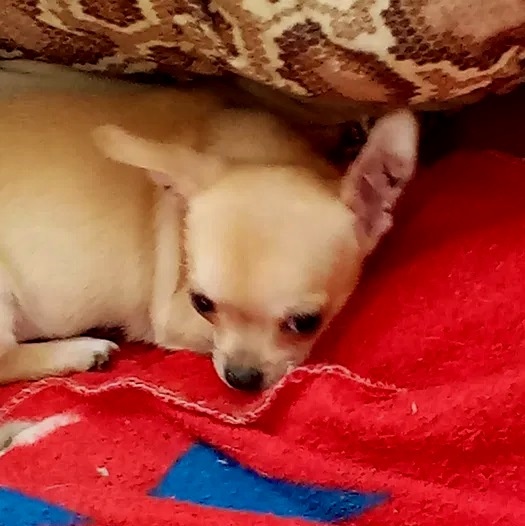 Chihuahua szczenięta - ostatni piesek