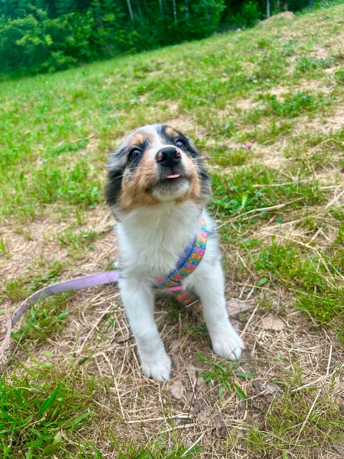 Border collie