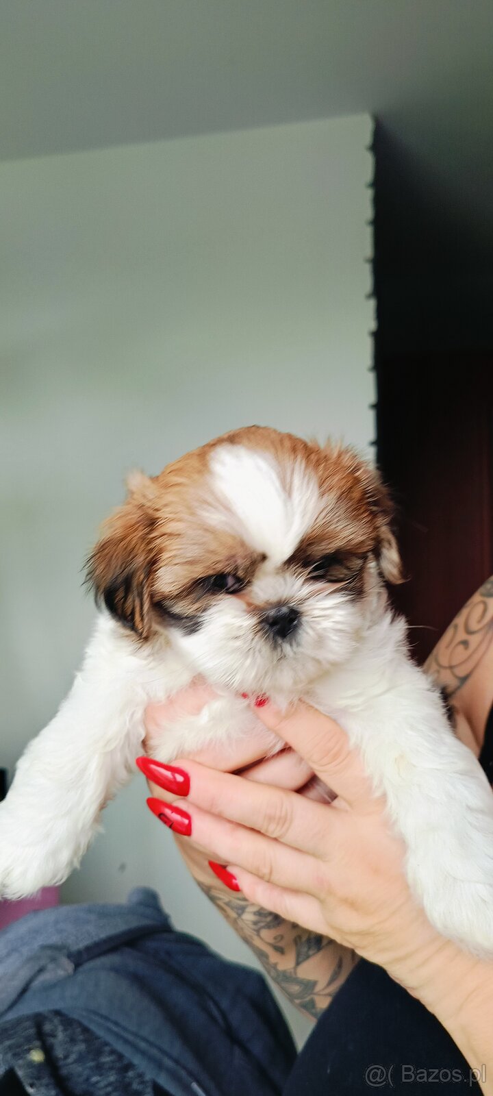 Shih tzu