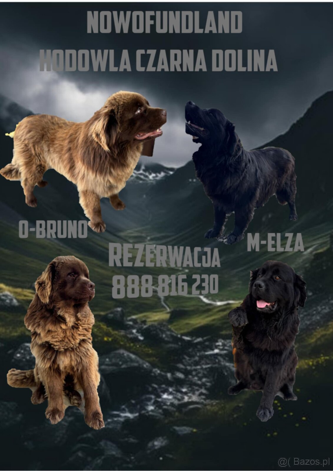 Nowofundland Niufki szczeniaki