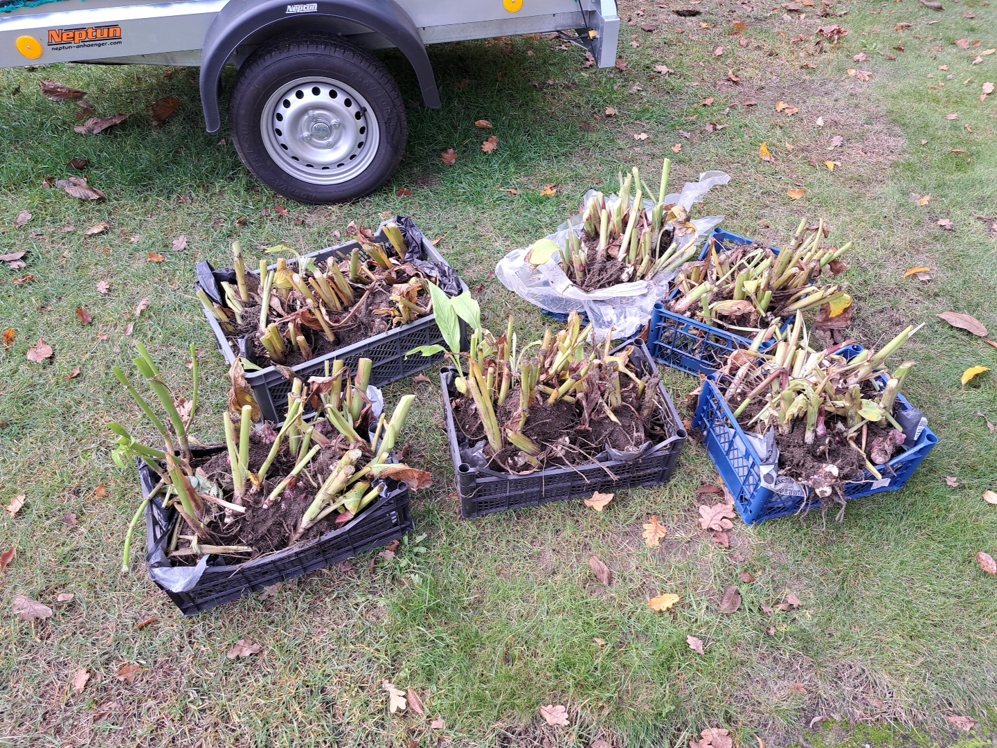 Kanny czerwone świeżo wykopane