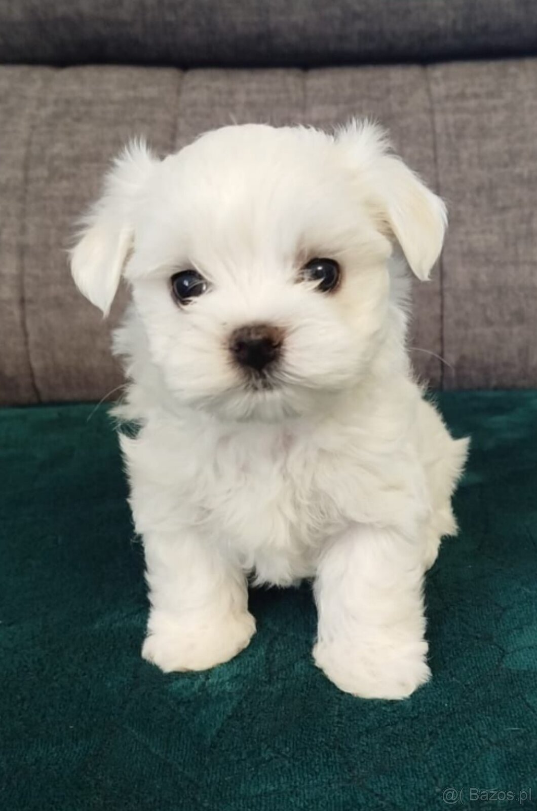 Szczeniaki maltańczyk