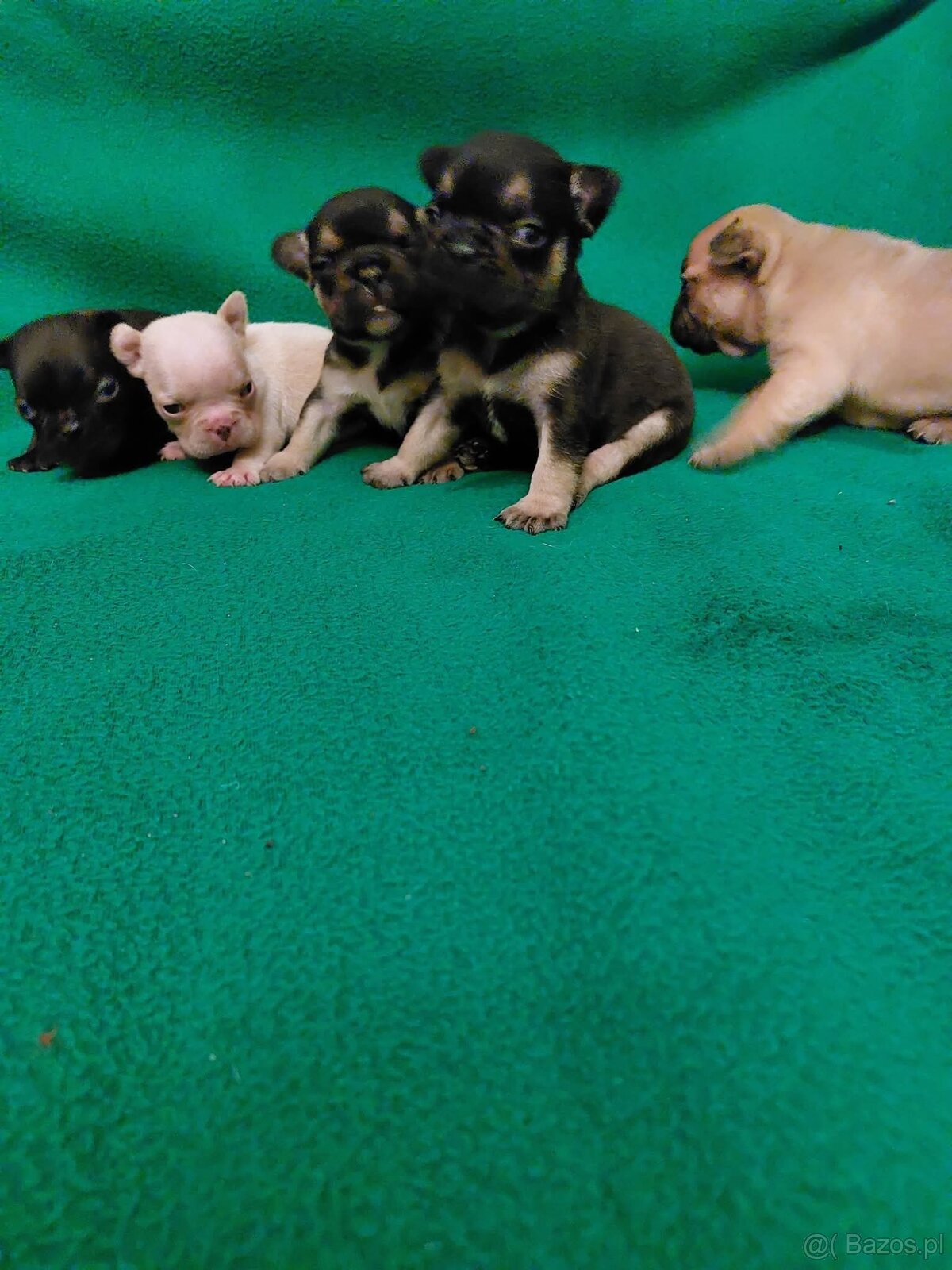 Śliczne suczki CHIHUAHUA