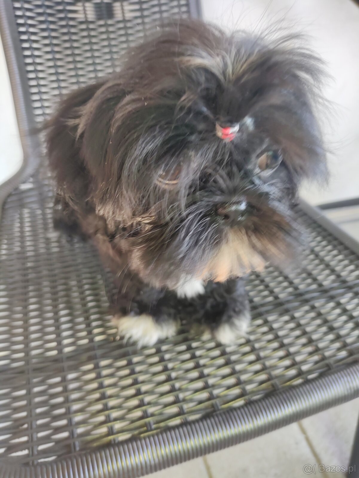Suczka Shih-tzu
