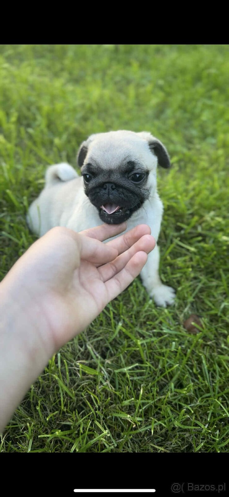 Mops suczka i piesek