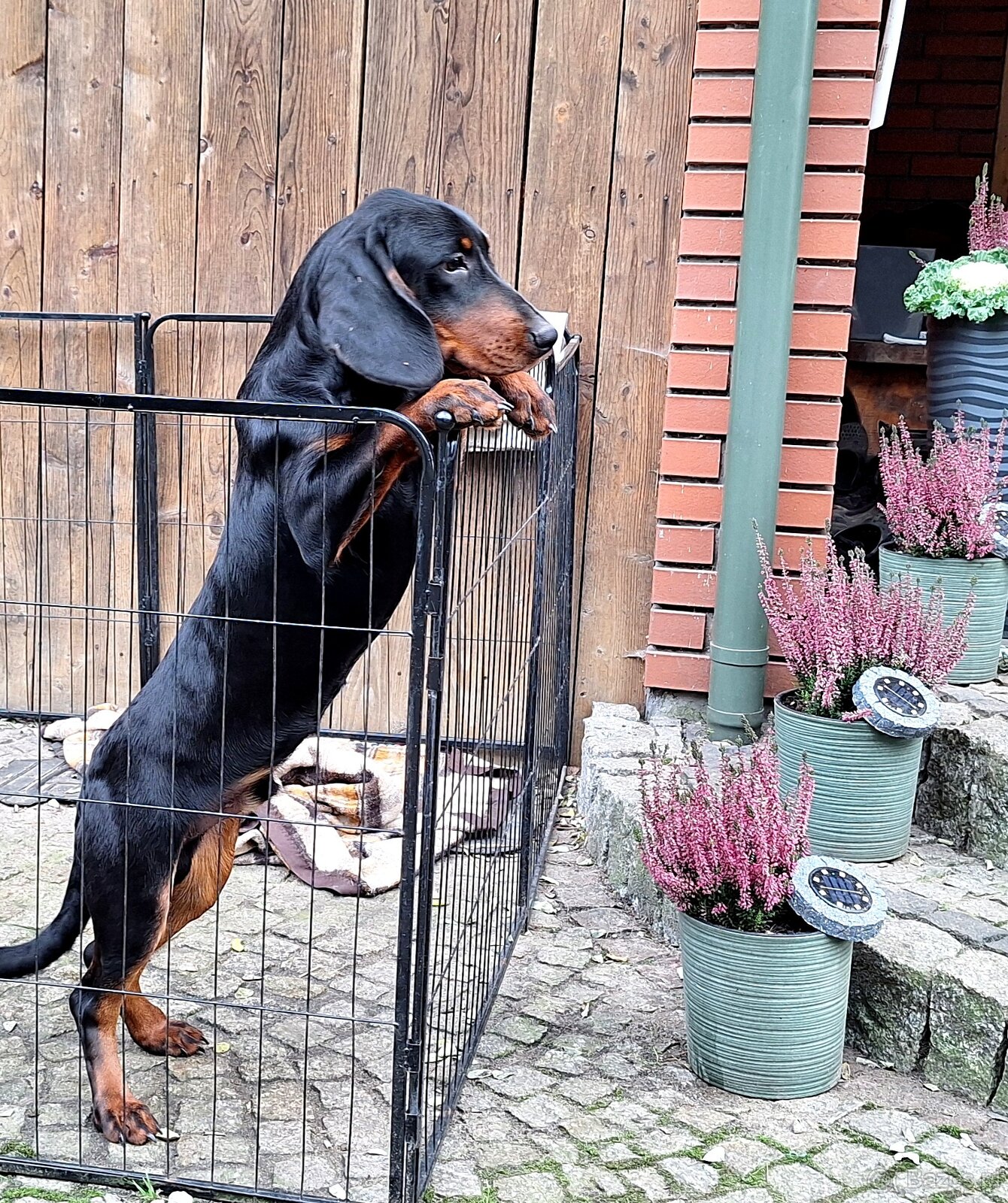 Pies Gończy Słowacki KOPOV ZKwP FCI