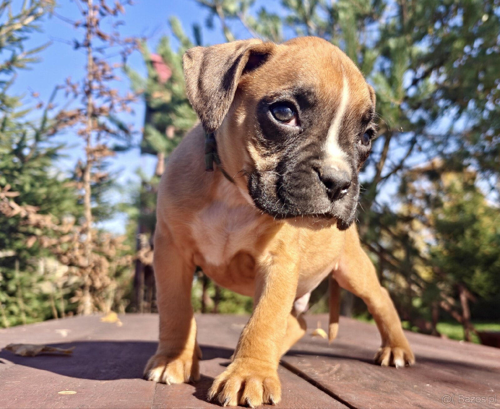 Piekna sunia rasy Bokser