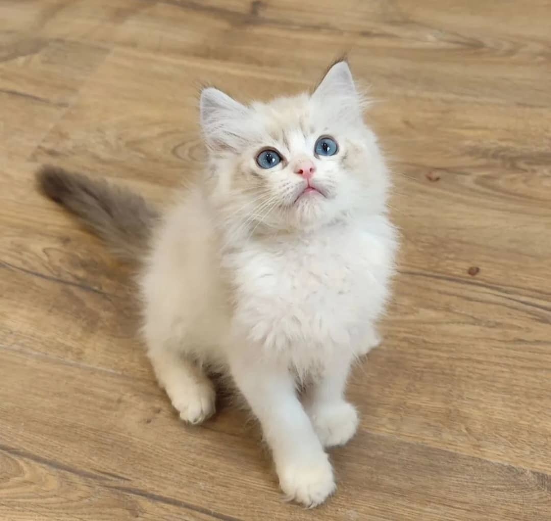 Koty rasy Ragdoll i Maine Coon gotowe na nowe domy