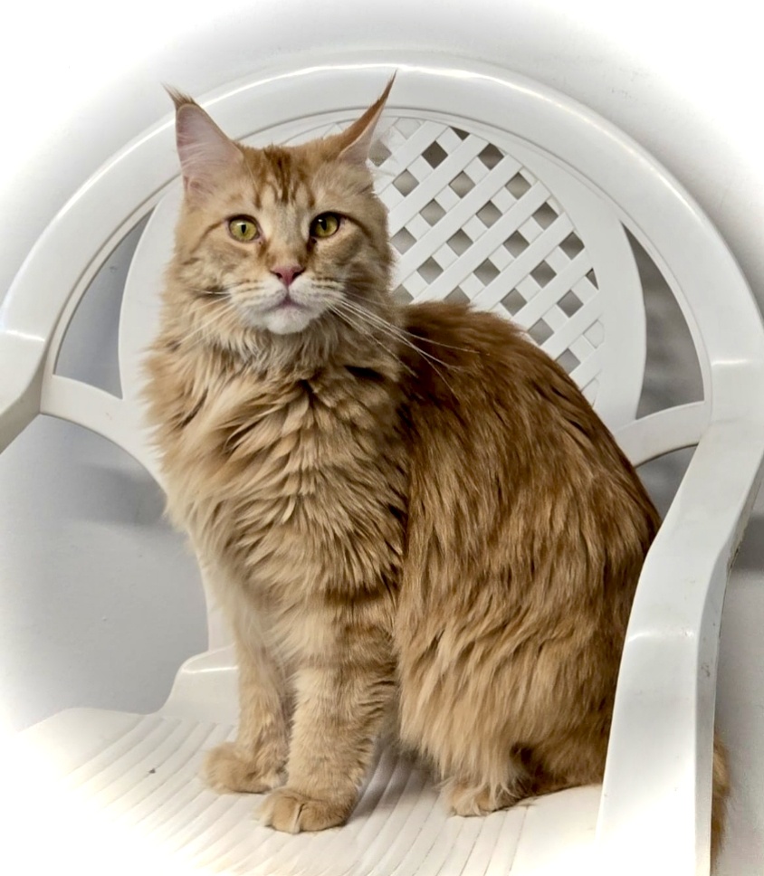 Kotki rasy Maine Coon
