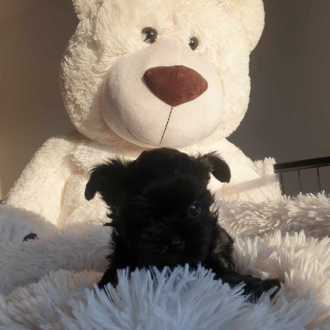 York mikro dziewczynka Czarna