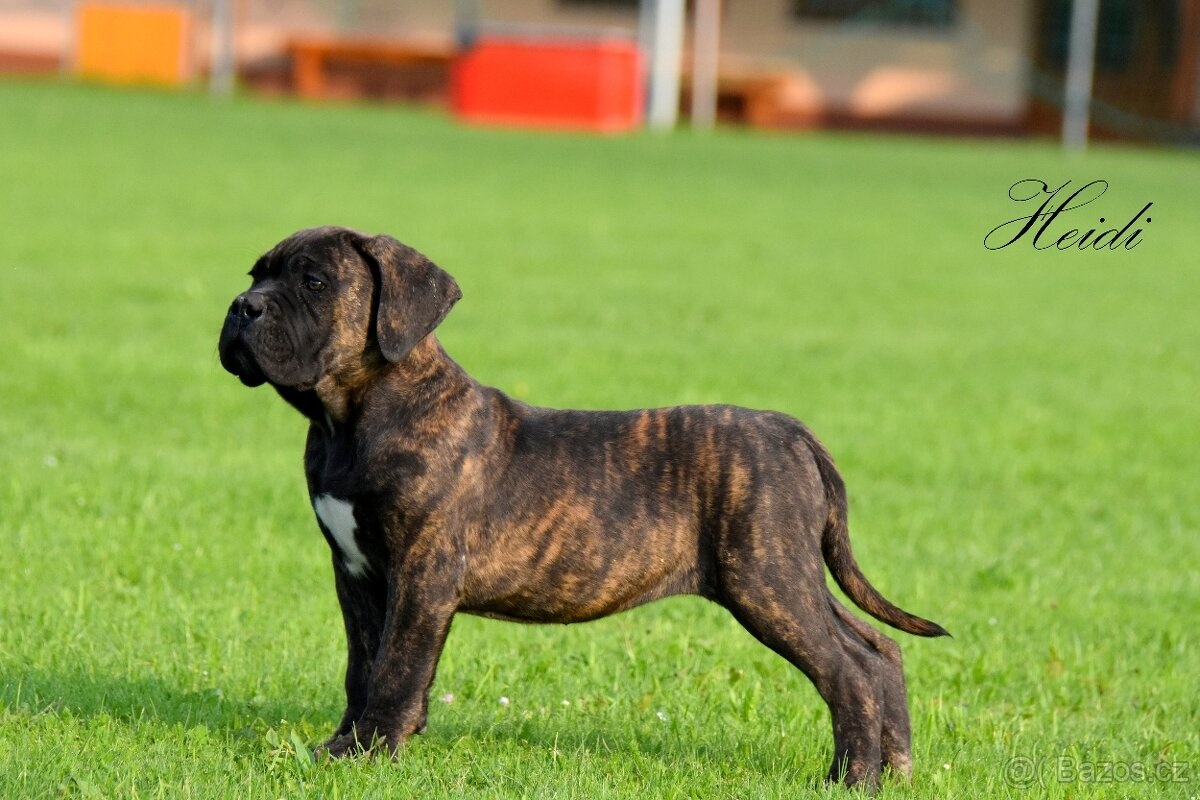 Cane Corso Suka z rodowodem FCI