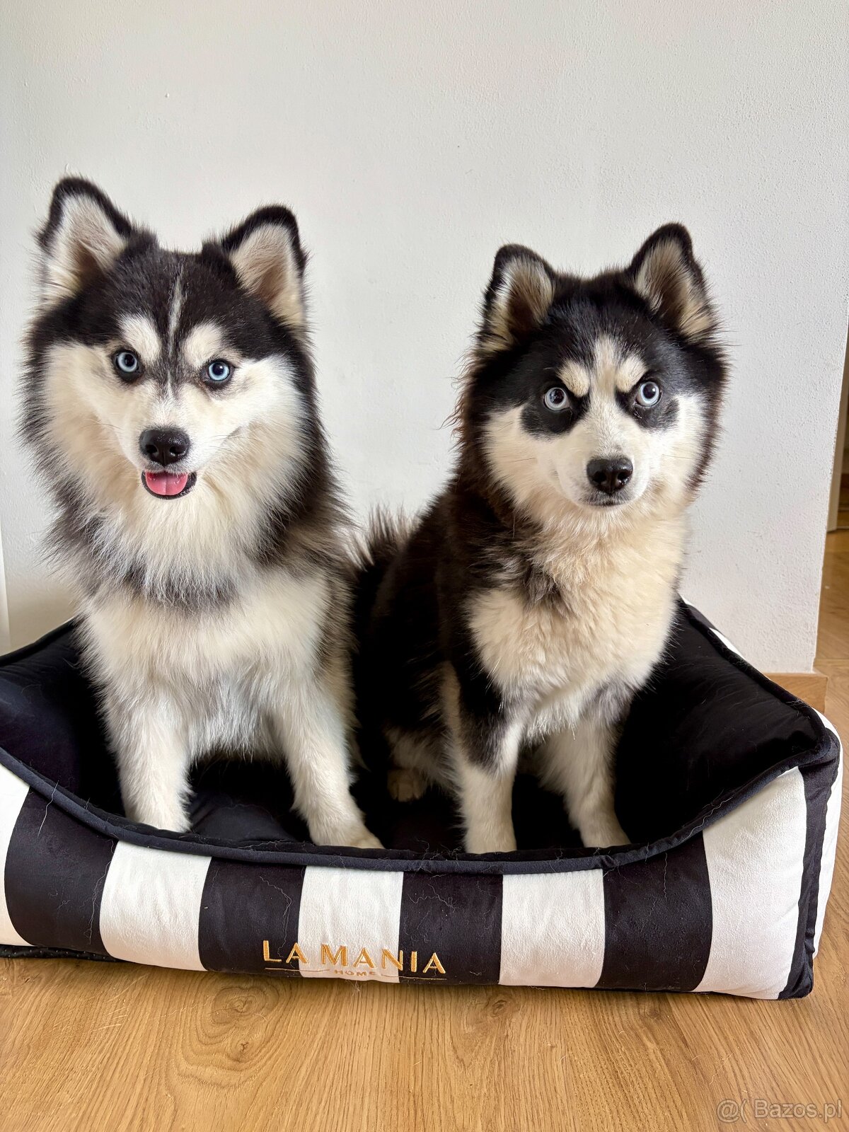 Pomsky - szczenięta