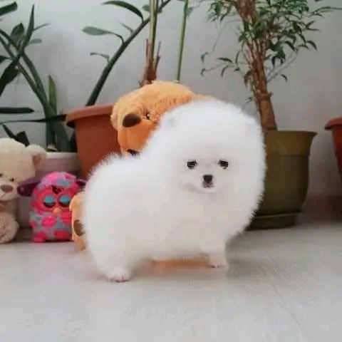 Szczenięta rasy pomeranian szukają domu