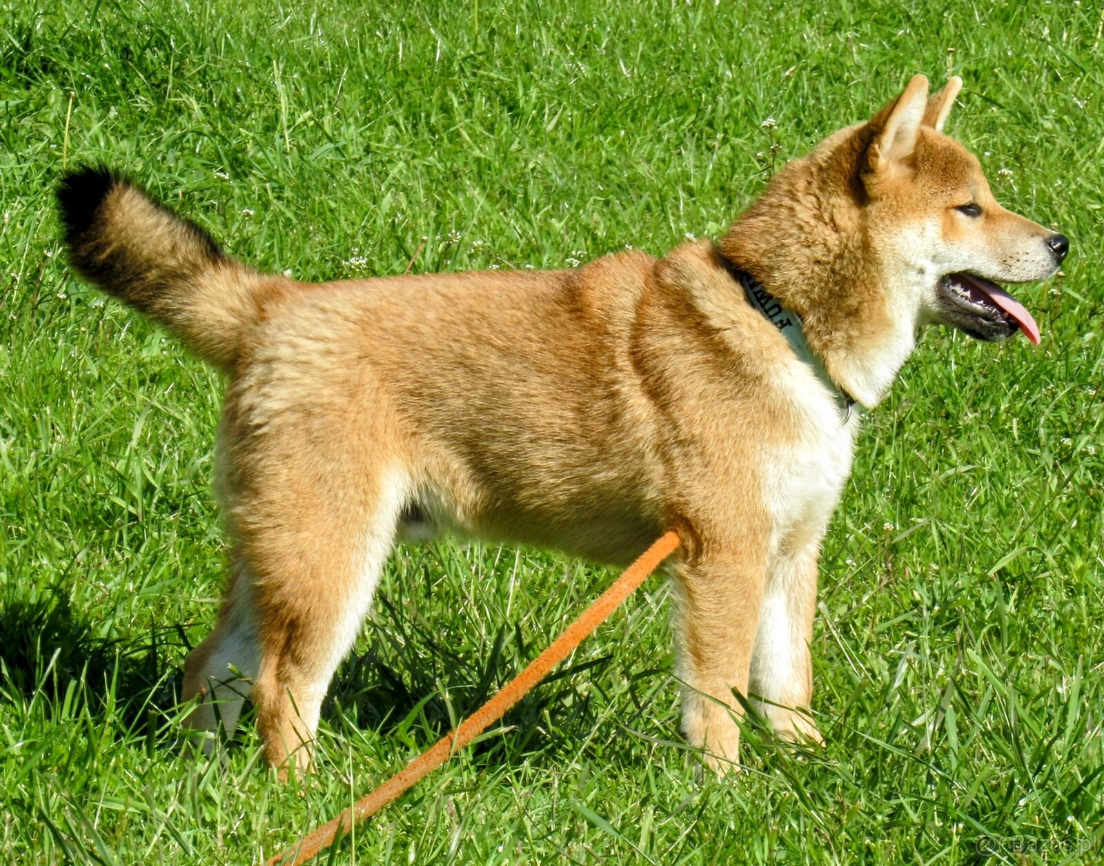 Shiba Inu - najstarszy w mioce, pięciomiesięczny piesek