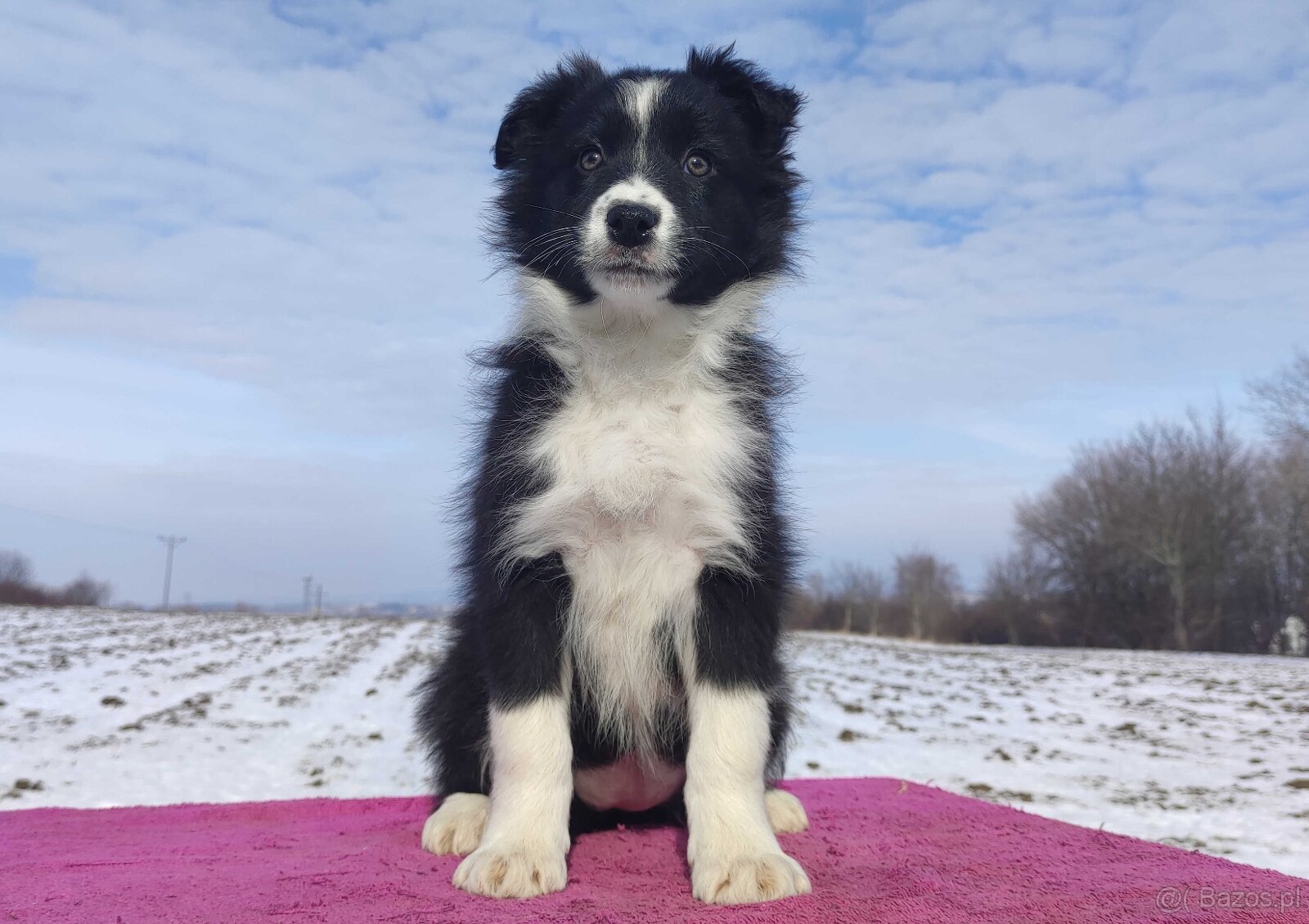 Suczka Border Collie z pełną dok. Rasowa z Hodowli