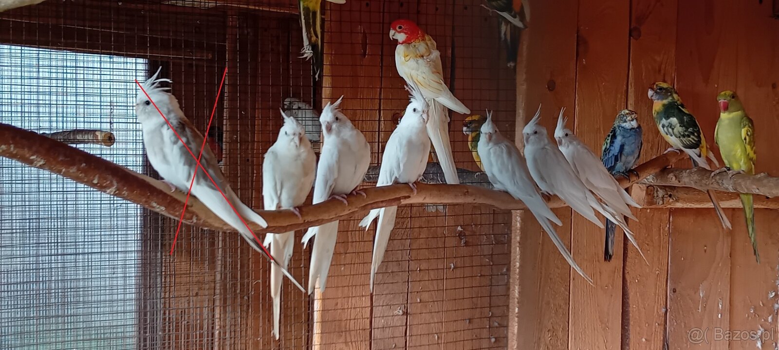 Papugi nimfy albino 2024r