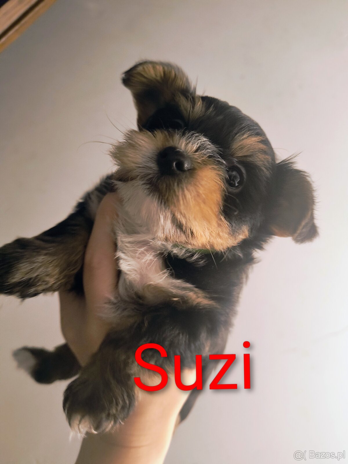 Yorkshire terrier