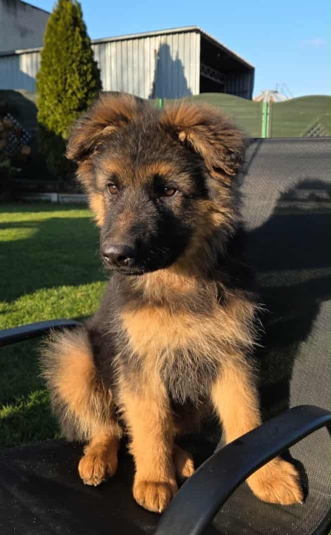 Owczarek niemiecki długowłosy