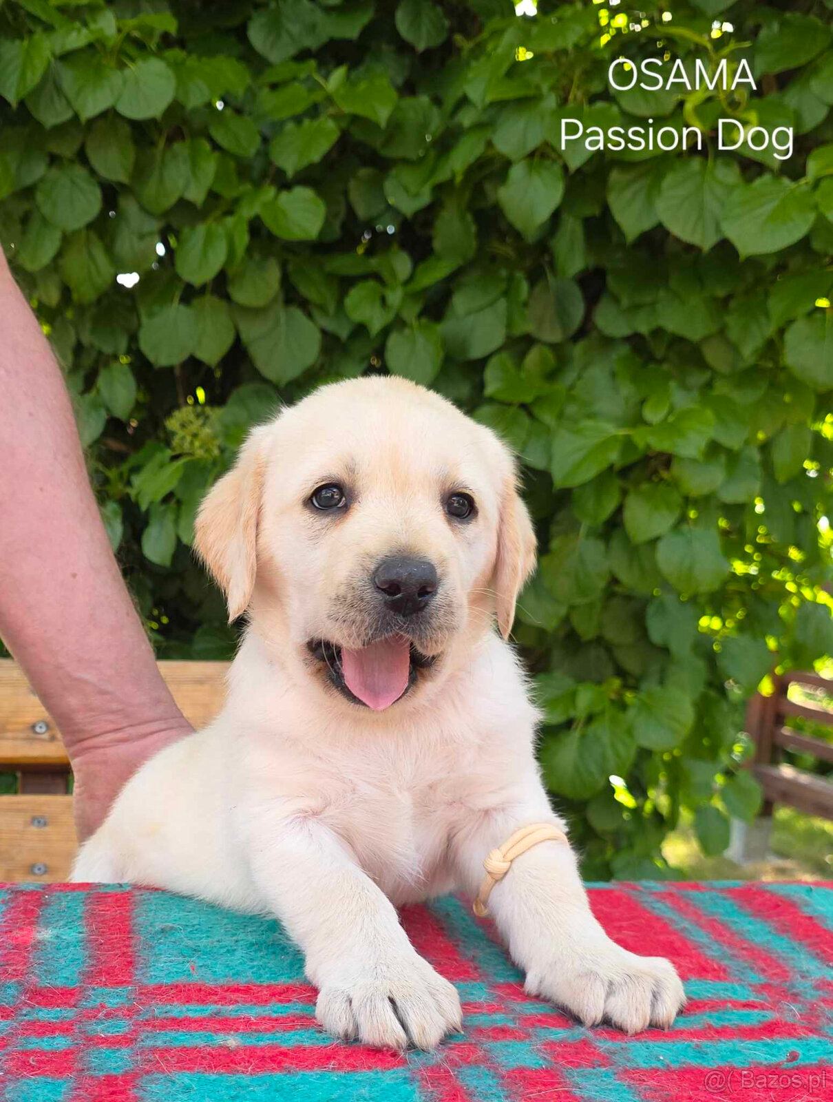 Labrador biszkoptowa suczka OSAMA Passion Dog