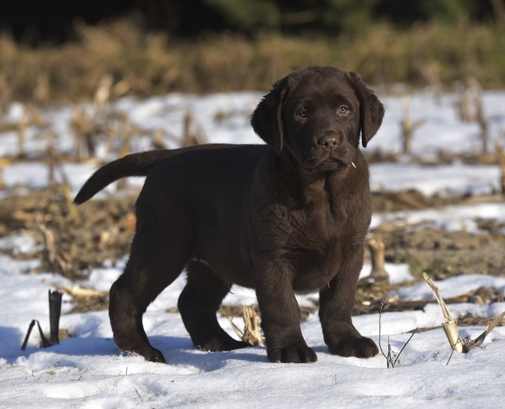 Labrador Retriever szczenie z rod ZKwP, FCI Badania Genetycz