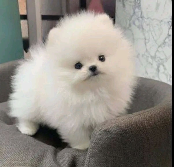 Szczenięta rasy pomeranian w bardzo przystępnej cenie