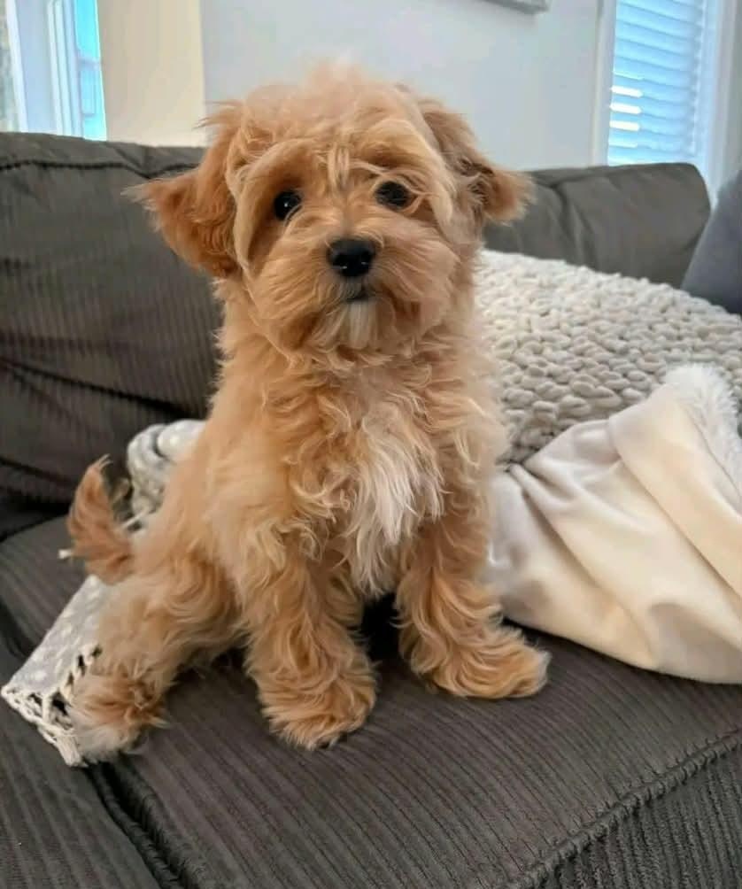 Szczenięta rasy Maltipoo do adopcji.