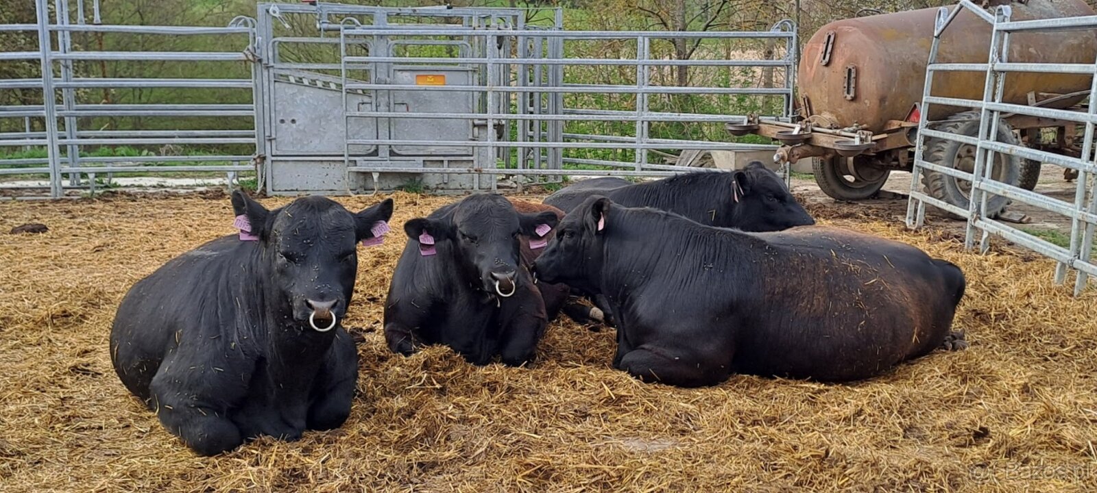 Byk hodowlany rasy Aberdeen Angus